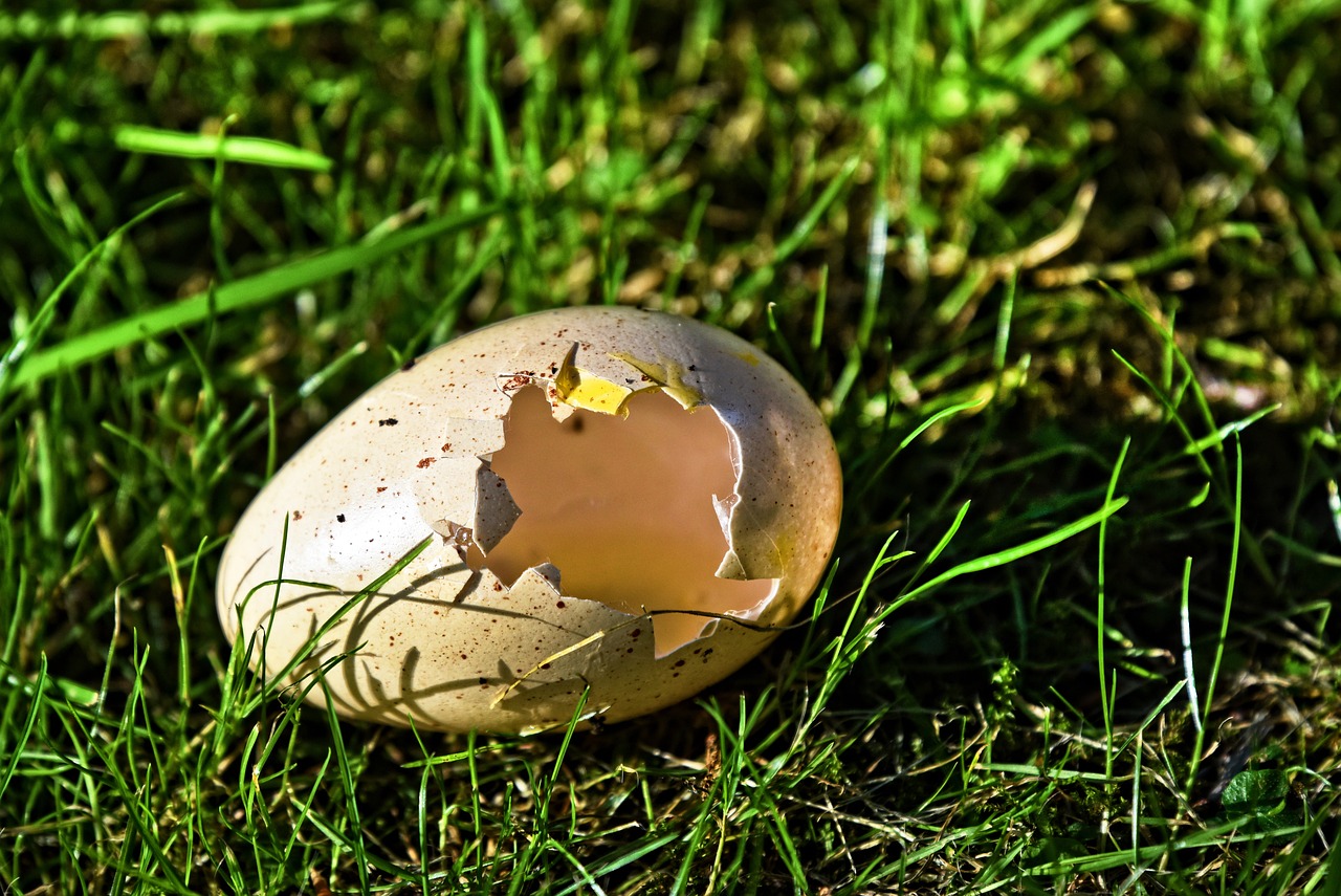 Quels sont les avantages et les conseils pour utiliser les coquilles d'œufs au jardin, notamment comme fertilisant naturel ?