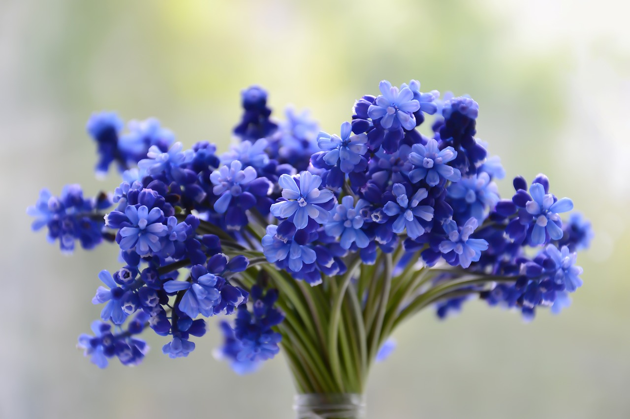 Profitez de la beauté et du parfum délicat de la floraison des jacinthes dans votre jardin